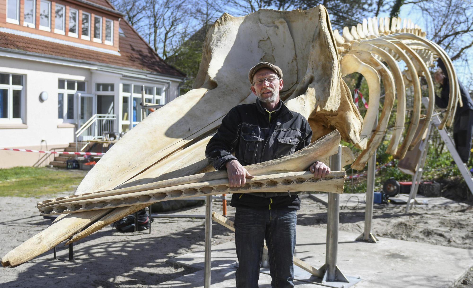 Esqueleto gigante de ballena