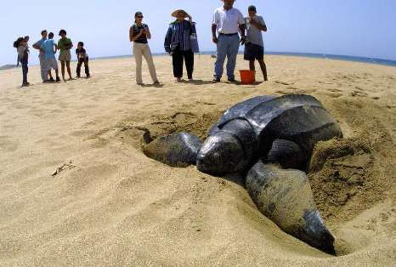 Arranca en Puerto Rico temporada de anidaje de tinglares, mayor tortuga del mundo