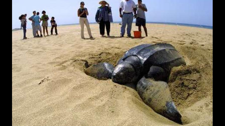 Arranca en Puerto Rico temporada de anidaje de tinglares, mayor tortuga del mundo Arranca en Puerto Rico temporada de anidaje de tinglares, mayor tortuga del mundo
