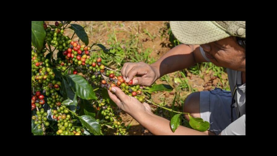 Advierten a industria del café que enfrenta tiempos volátiles