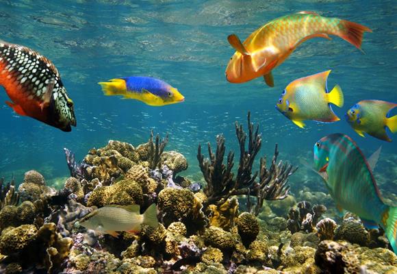 El ADN residual puede revolucionar el conocimiento de las especies marinas