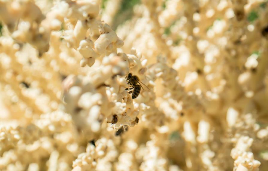 Roban más de un millón de abejas de un parque de Viena