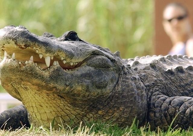 “Consejos para vivir con caimanes”, una publicación necesaria en Florida