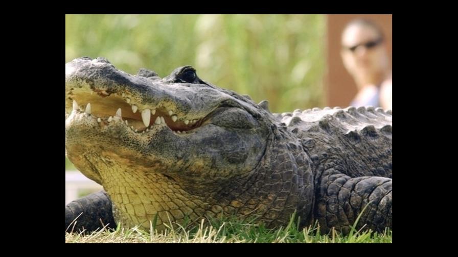 “Consejos para vivir con caimanes”, una publicación necesaria en Florida