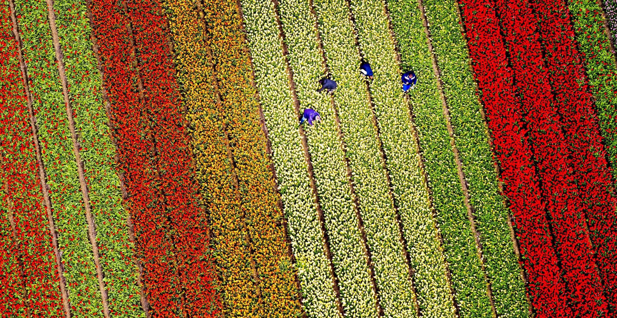La belleza de los tulipanes 