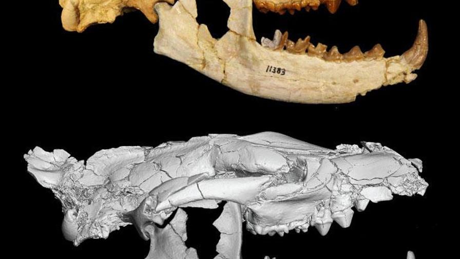 “Pequeño Anubis”, el carnívoro de 34 millones de años hallado en Egipto