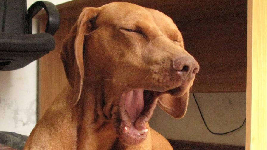 Perro que bosteza Perro que bosteza