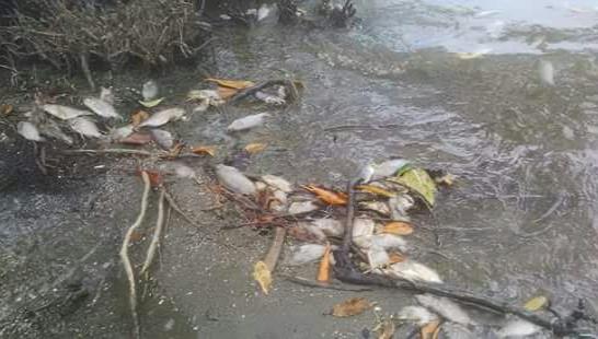 Aparecen miles de peces muertos en la reserva científica Laguna Redonda en Miches