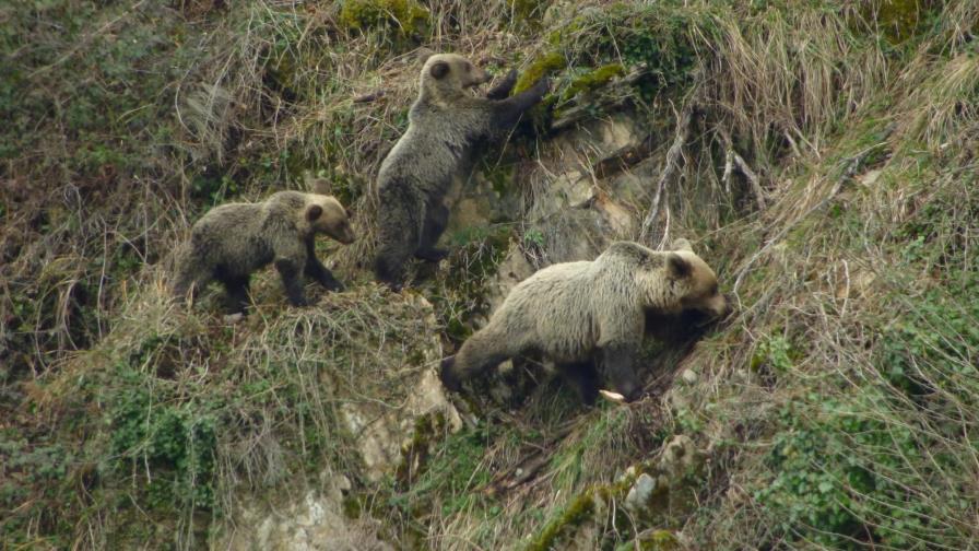 Los osos se comunican a través del olor de sus pies, según estudio
