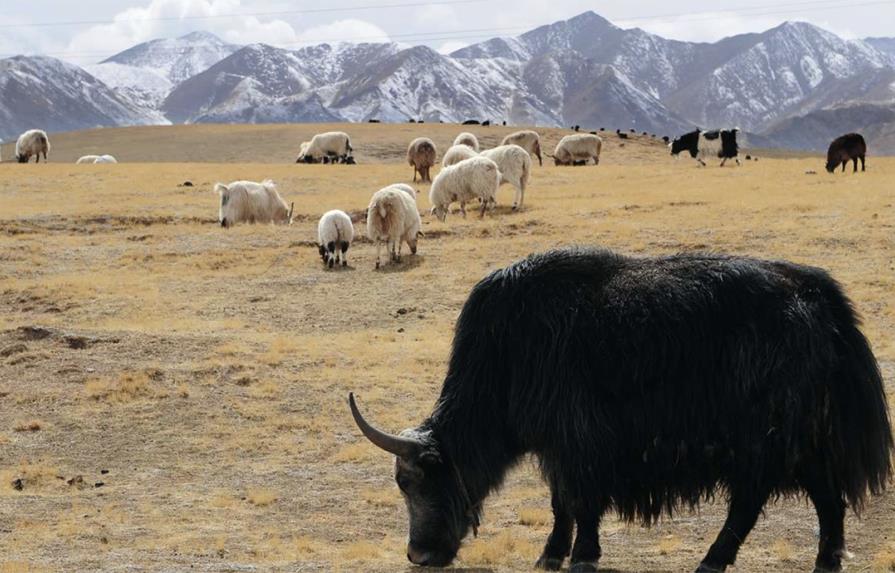 China estudia abrir el mayor parque nacional del mundo en la meseta tibetana 