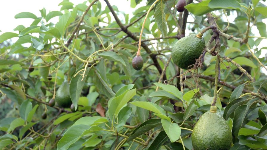 México, Chile y Perú aprovechan el nuevo gusto de China por los aguacates México, Chile y Perú aprovechan el nuevo gusto de China por los aguacates
