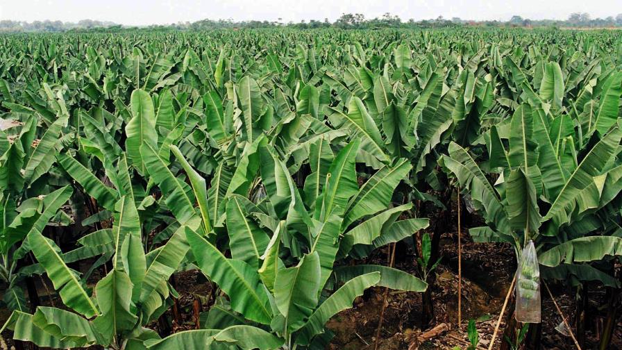 Las lluvias todavía no han afectado la agricultura 
