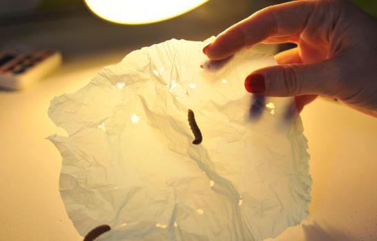 Descubren que el gusano de cera es capaz de biodegradar plásticos resistentes