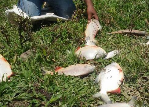 Denuncian mueren miles de peces en proyecto de Hato Viejo, Bonao