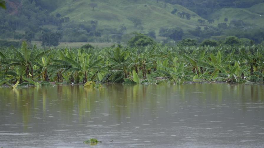 Agricultura evalúa daños ocasionados por las lluvias a ese sector Agricultura evalúa daños ocasionados por las lluvias a ese sector
