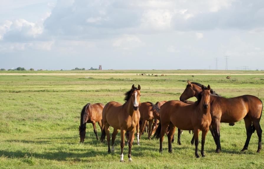 La cría de caballos en los últimos 2.300 años ha empobrecido su diversidad