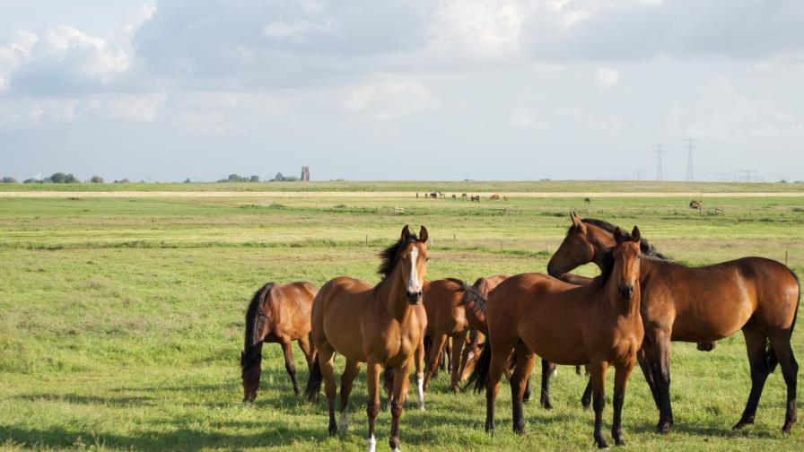La cría de caballos en los últimos 2.300 años ha empobrecido su diversidad