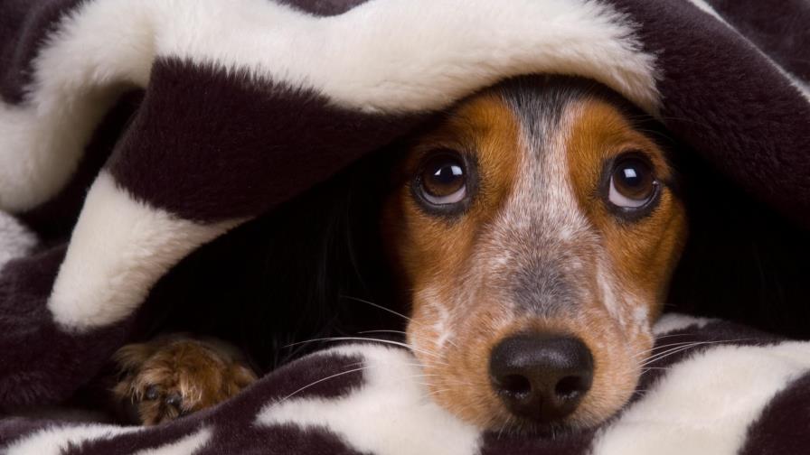 Chihuahua con pánico