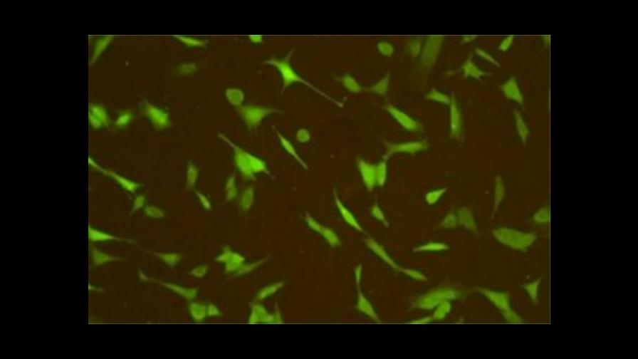 Desarrollan herramienta para regular el cerebro