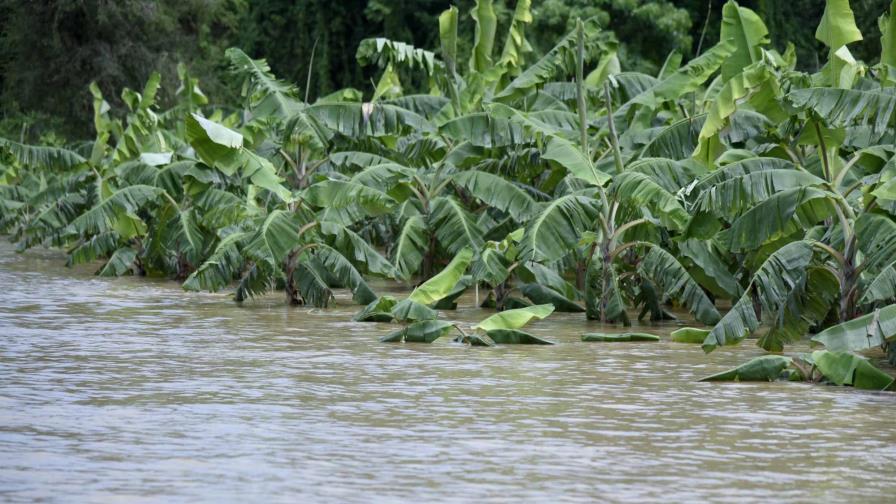 Más de cinco mil tareas de productos agrícolas destruidas en el Cibao por las lluvias