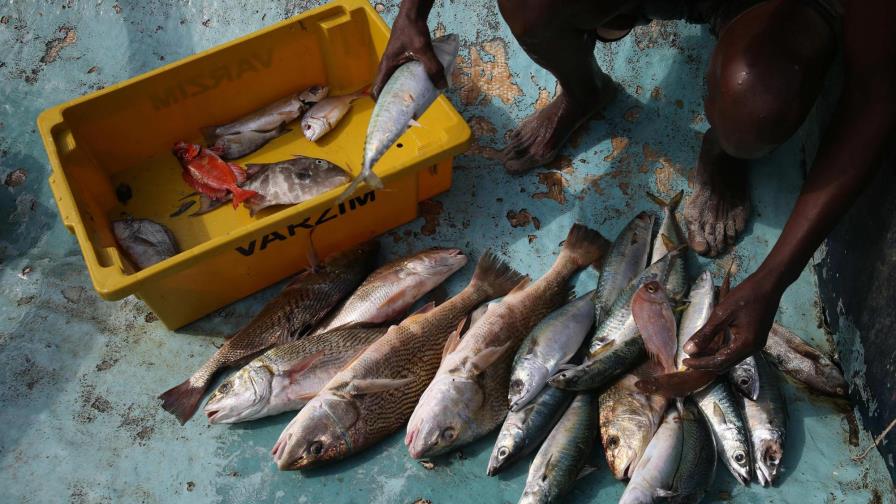 Inversión en pesca llega a RD$165.2 millones Inversión en pesca llega a RD$165.2 millones