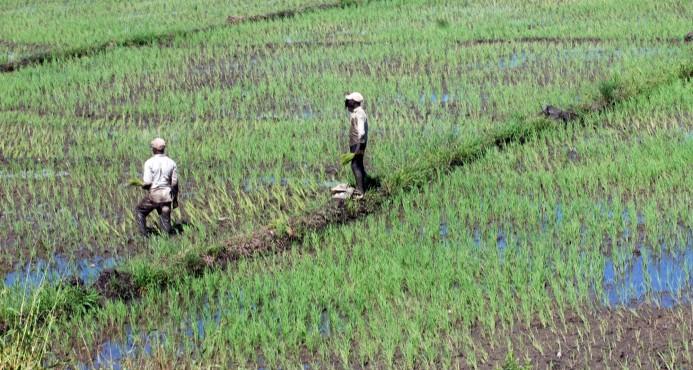 Más de 700 mil tareas de arroz podrían perderse en RD