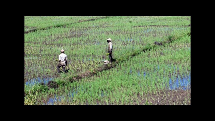 Más de 700 mil tareas de arroz podrían perderse en RD Más de 700 mil tareas de arroz podrían perderse en RD