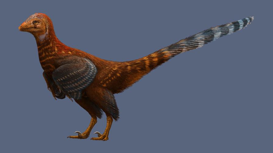 Descubren en China el fósil de una nueva especie de dinosaurio con plumas