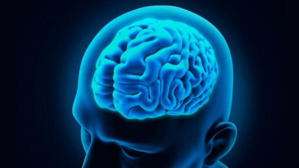 Describen por primera vez señales mecánicas del desarrollo de corteza cerebro