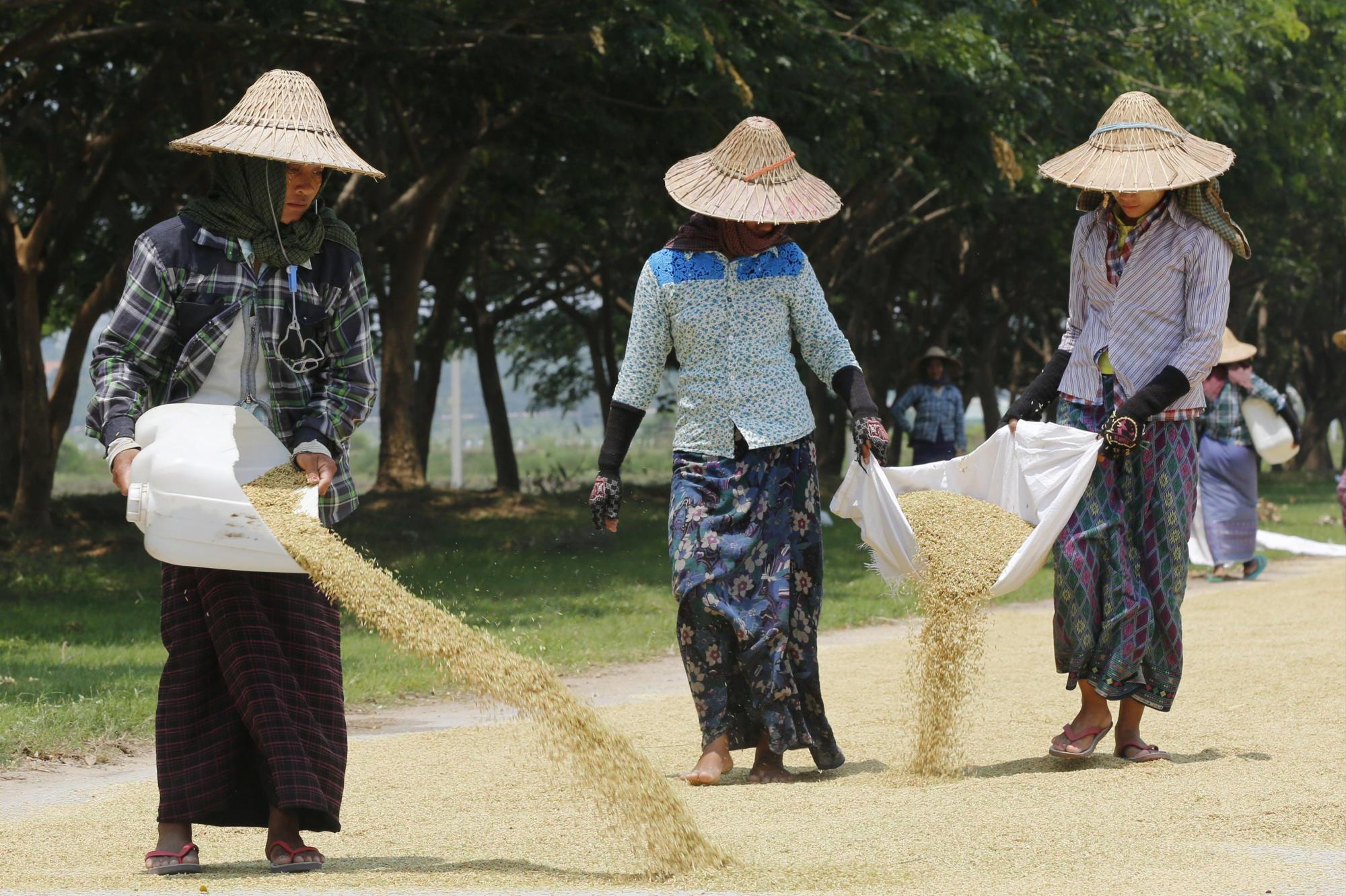 El arroz en Birmania 