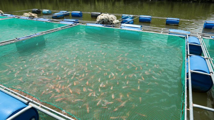 Negocio de tilapias “sale a flote” en Hatillo