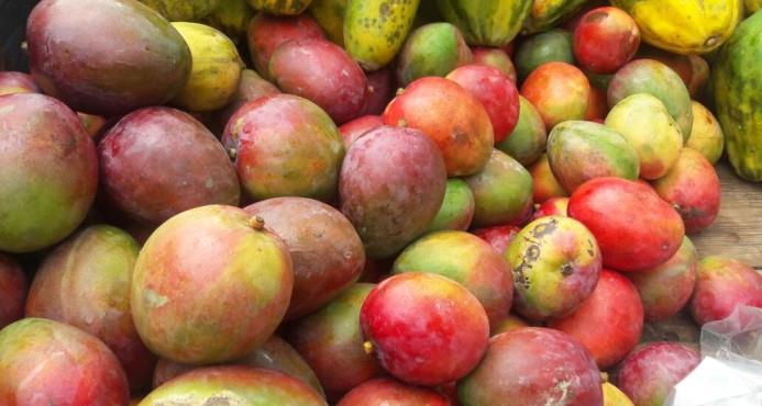 La industria del mango crece, pero necesita financiamiento y plantas de tratamiento hidrotérmico  