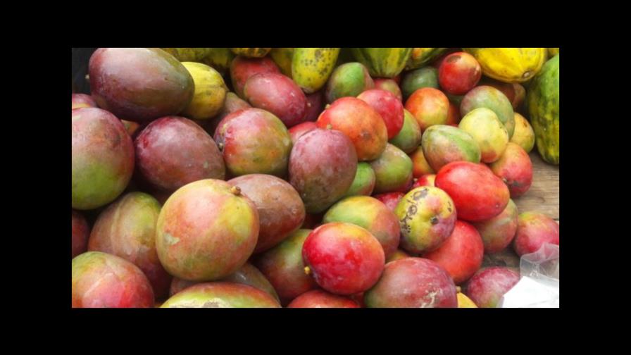 La industria del mango crece, pero necesita financiamiento y plantas de tratamiento hidrotérmico La industria del mango crece, pero necesita financiamiento y plantas de tratamiento hidrotérmico