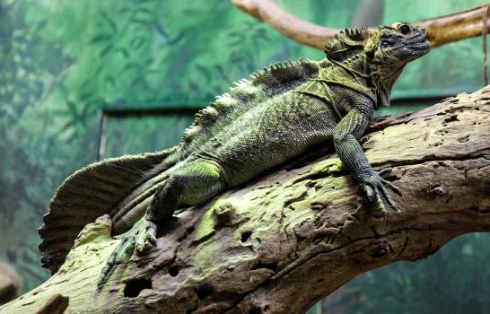 Cambio climático puede amenazar a los reptiles al reducir su flora bacteriana