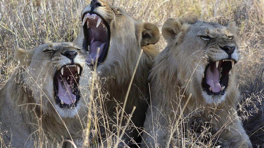 Cinco leones se escapan de Parque Nacional en Sudáfrica; piden a la población cercana no salir de sus casas Cinco leones se escapan de Parque Nacional en Sudáfrica; piden a la población cercana no salir de sus casas