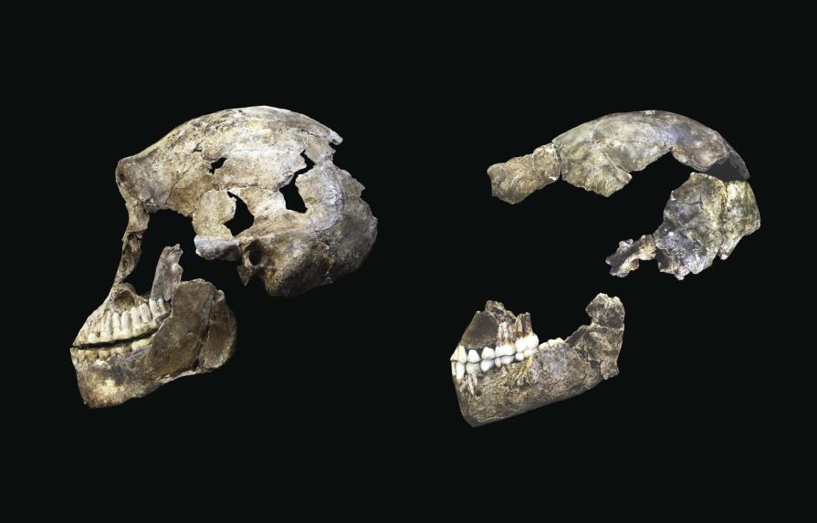 El Homo naledi convivió con Homo sapiens hace 300.000 años en sur de África