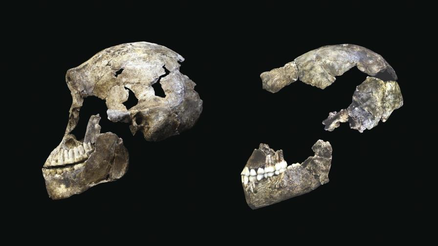 El Homo naledi convivió con Homo sapiens hace 300.000 años en sur de África El Homo naledi convivió con Homo sapiens hace 300.000 años en sur de África