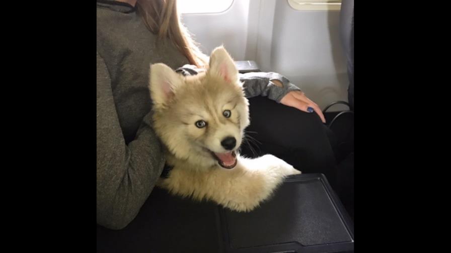 Torpedero Carlos Correa presume su nueva mascota