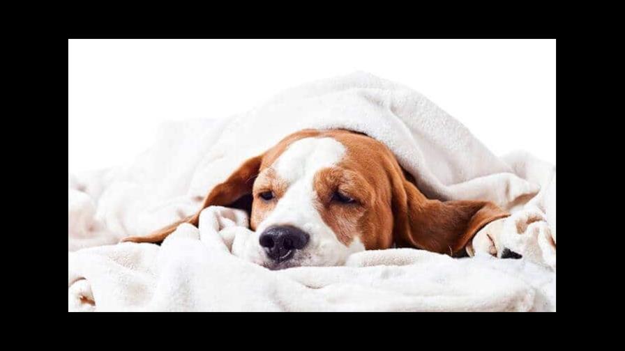 El perro sangra por la nariz