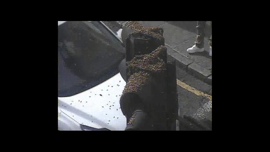 Alarma por enjambre de insectos voladores en Londres 