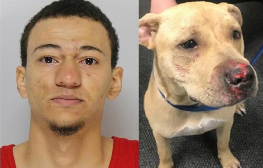 Arrestan un dominicano que dio brutal paliza  a su perro en Massachusetts