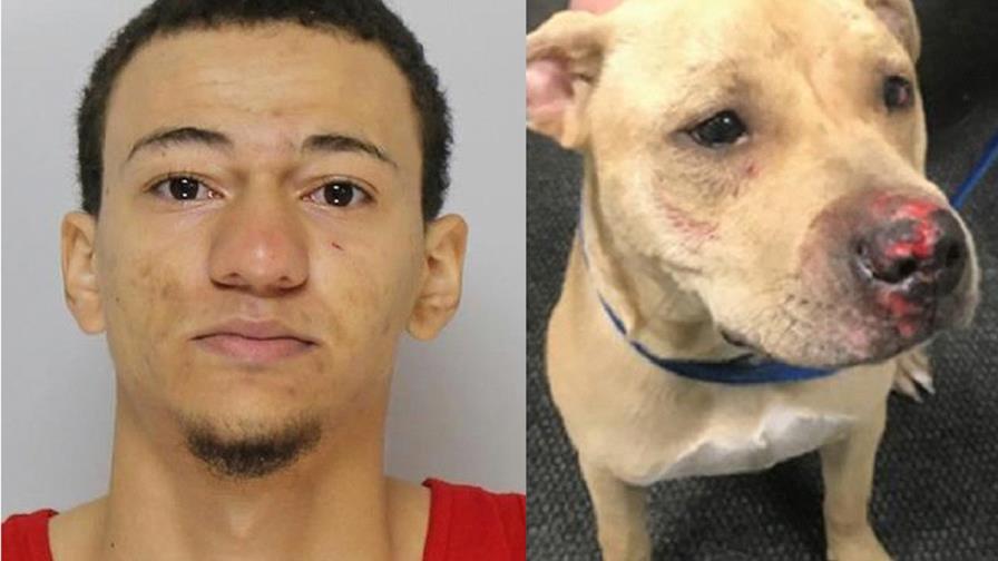 Arrestan un dominicano que dio brutal paliza  a su perro en Massachusetts