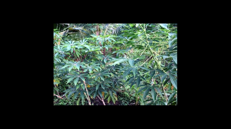 Los científicos catalogaron el año pasado 1.700 nuevas especies de plantas