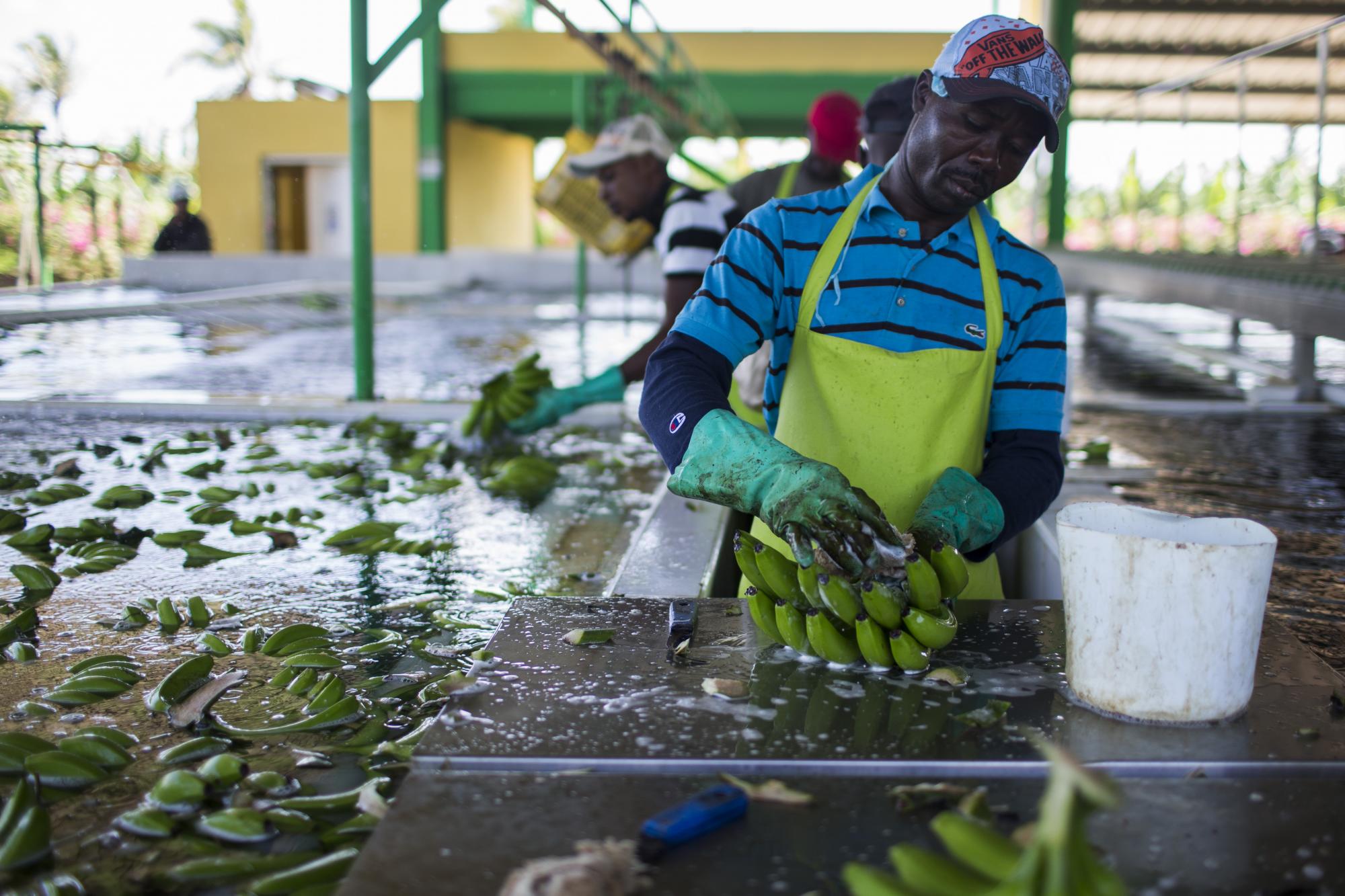 El proceso de selección de las manos de banano se hace meticulosamente. 