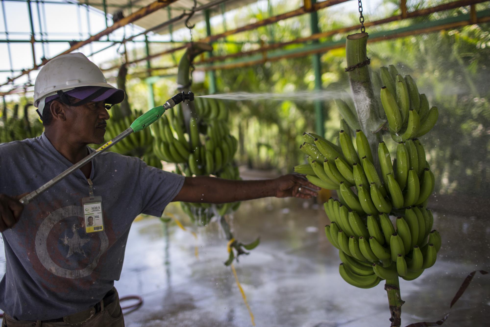 Uno de los empleados limpia los racimos recién cortados. 
