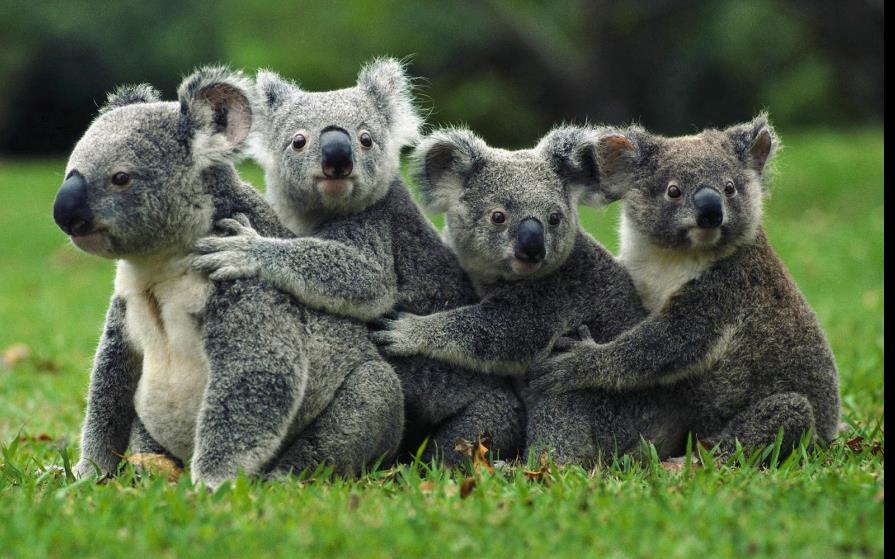 El koala puede desaparecer de algunos parajes del este de Australia