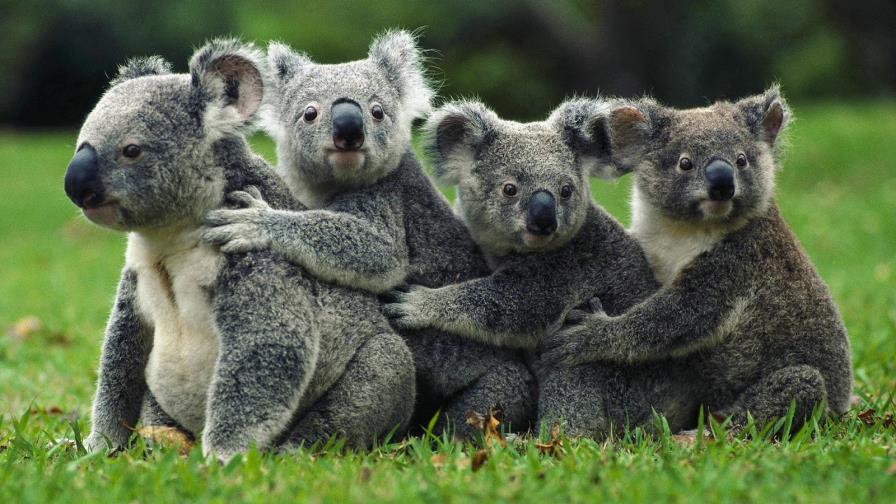 El koala puede desaparecer de algunos parajes del este de Australia