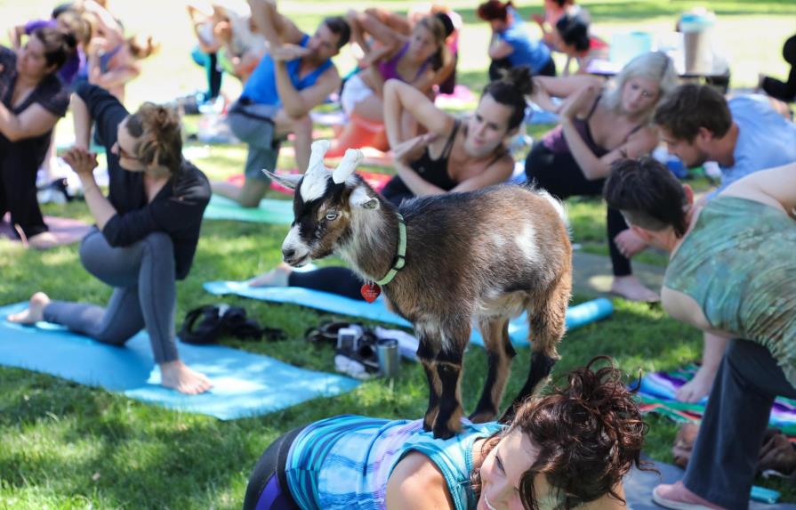 El yoga integra a su práctica animales domésticos y de granja