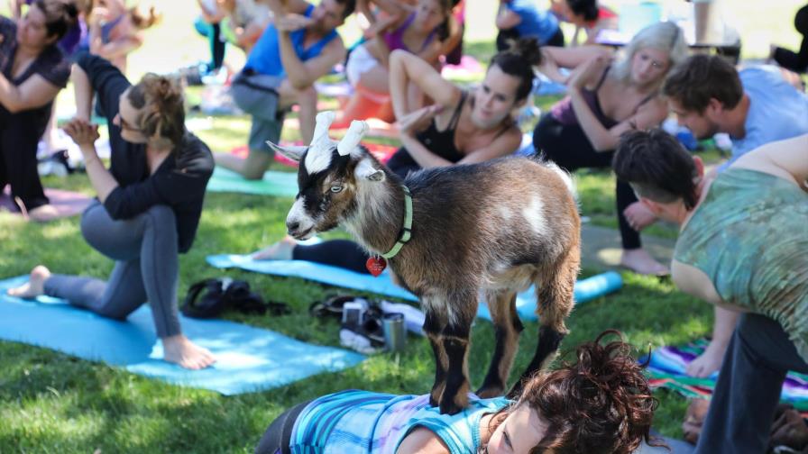 El yoga integra a su práctica animales domésticos y de granja