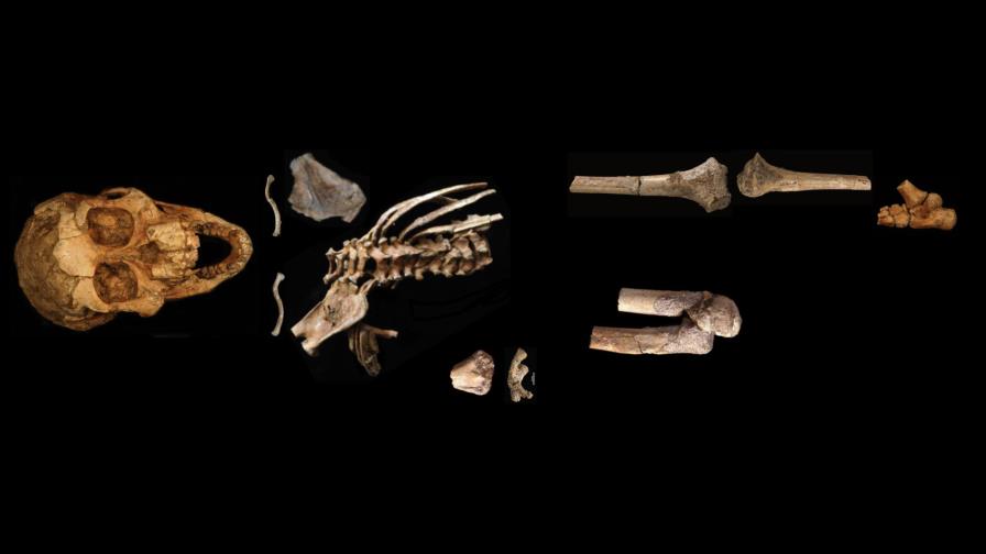 Fósil de 3 millones de años revela origen de la columna vertebral en humanos